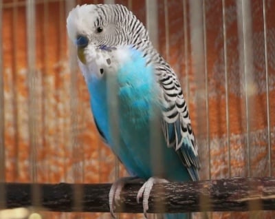 Отглеждане на вълнисти папагали в домашни условия