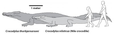 Откритие за крокодилите