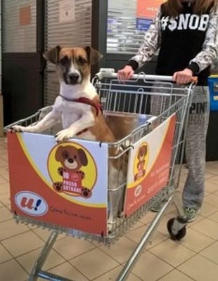 Пазаруване с кучето