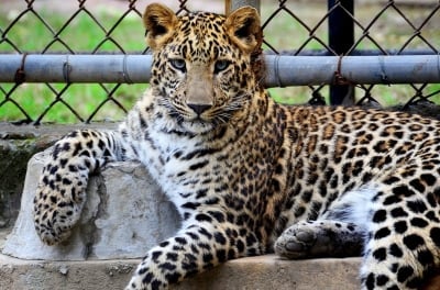 Опасност в Стара Загора - леопардът от зоопарка е избягъл на свобода