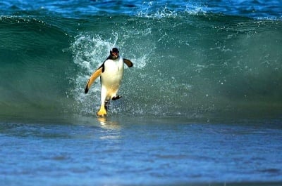 Пингвин във водата