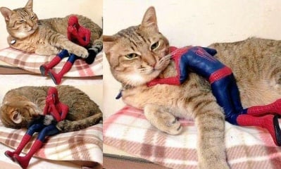 Котката - подкрепа за супергерои