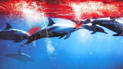 Рибари настояват да падне забраната за улов на делфини