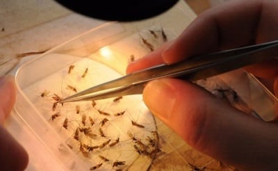 Събиране, обработка и съхраняване на възрастни комари и ларви