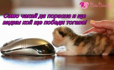 Котка и мишка?!