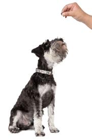 Обучение на кучето: Урок №11. Научете кучето на командата "СЕДНИ"