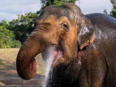 Слон издава човешки звуци  с хобота си
