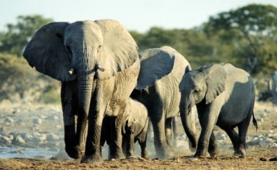 Африканските слонове са застрашени от пълно изчезване