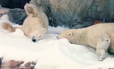 За първи път в зоопарка на Сан Диего изсипаха 26 тона сняг за белите мечки. Реакцията им бе неописуема!