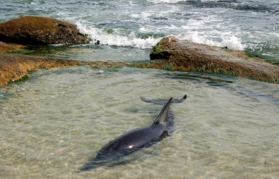 Спасен бедстващ делфин в Равда