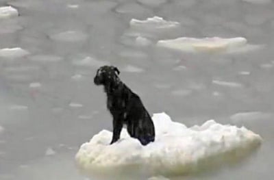 Спасиха куче, плаващо върху леден блок в Охотско море