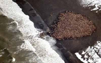 Струпване на моржове по бреговете на Арктика