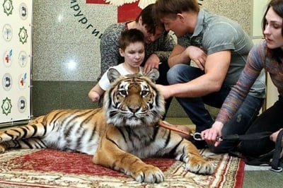 Тигрица помага на ранени деца