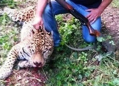Убийството на ягуара Алонсо е признато за престъпление, започва досъдебно производство