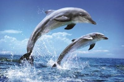 Застреляни делфини в Мексиканския залив