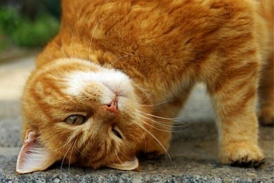Учени откриват необичайно приложение на котките