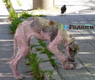Улично куче в окаяно състояние