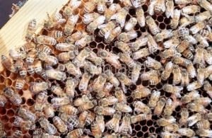 Продължава масовото измиране на пчели в страната