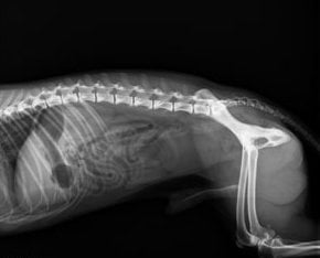 Вредни ли са рентгеновите лъчи за кучето?