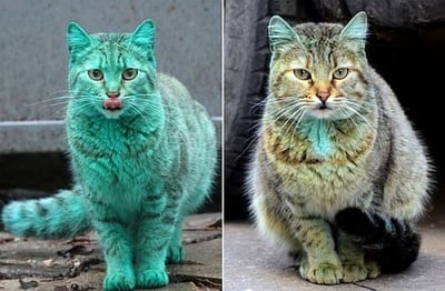 Вижте какво се случи с боядисаната котка от варненските улици