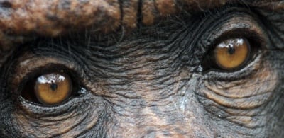 Войната на шимпанзетата в Гомбе, Танзания
