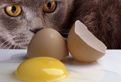 Вредни ли са яйцата за котката