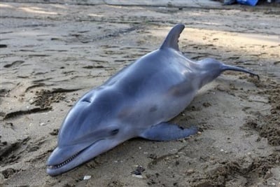 Смъртоносен вирус уби над 700 делфина
