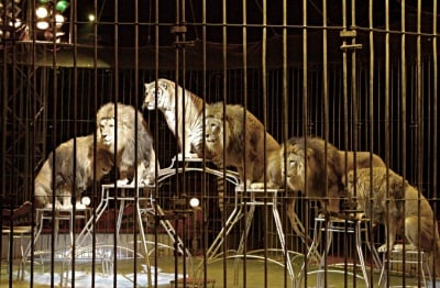 Забраниха със закон цирковете с дресирани животни в Гърция