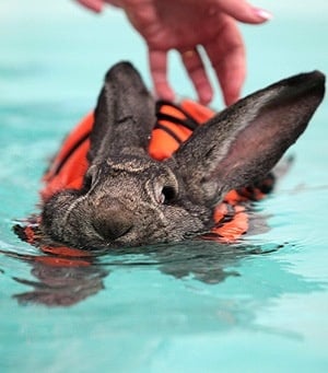 Заек лекува артрита си с плуване