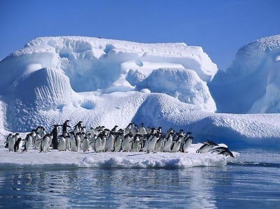150 000 пингвини са загинали на Антарктида