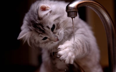Защо котките обичат да пипат водата с лапички?