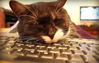 Защо котките обичат да спят върху клавиатурата ни?