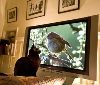 Защо котките обичат телевизията