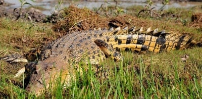 Защо гълтат камъни крокодилите?