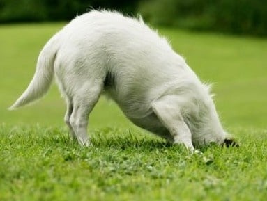 Защо кучетата разравят тревата след като се изходят?