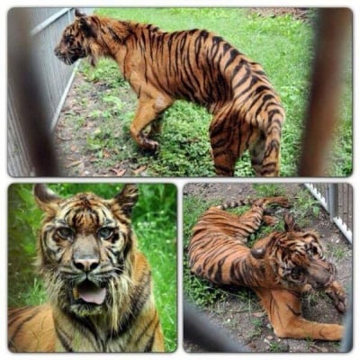 Зоопар на смъртта в Индонезия