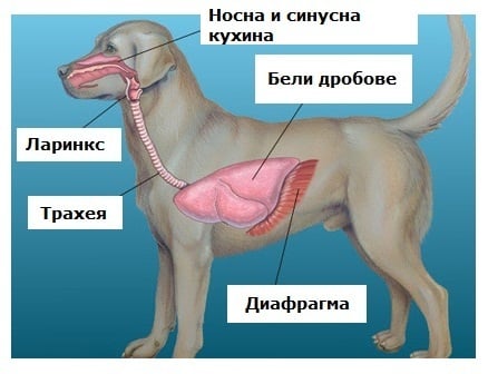 Изследване на Дихателната система при кучето