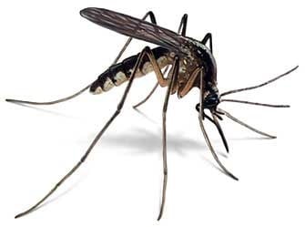 Общ преглед на комарите
