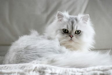 Персийска котка (Персийка)