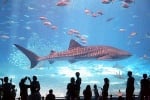 10-те най - големи и удивителни аквариуми в света (1 част)