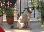 Ето как едно пътуване с куче от Гърция към България се превръща в истинско изпитание