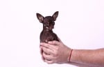 Запознайте се с Мили, най - малкото куче в света, което може да се побере в дланта ви
