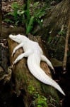 Алигатор албинос