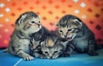 4 малки котенца