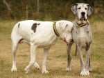 Лили и Медисън - трогателна двойка от сляпо куче и кучето му водач
