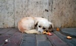 150 лв. глоба плаща всеки, който храни улично куче или коте в Благоевград