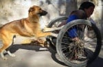 Предано куче помага на бедния си стопанин, като ежедневно бута инвалидната му количка