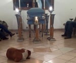 Бездомни кучета на погребението на жена