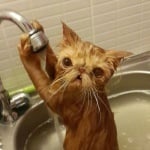 Персийска котка се къпе