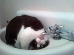 Черно-бяло коте в мивка